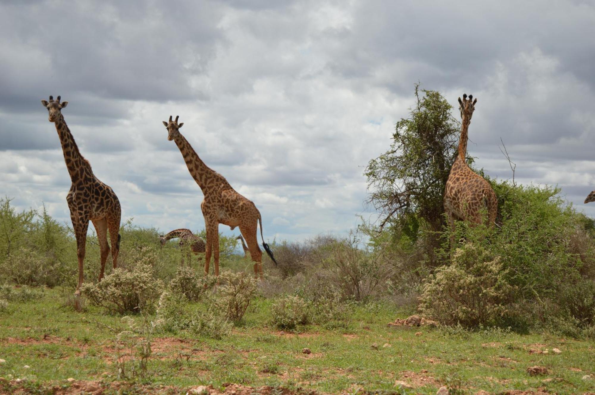 Wild Amboseli Ndovu Cottage. Ngoại thất bức ảnh