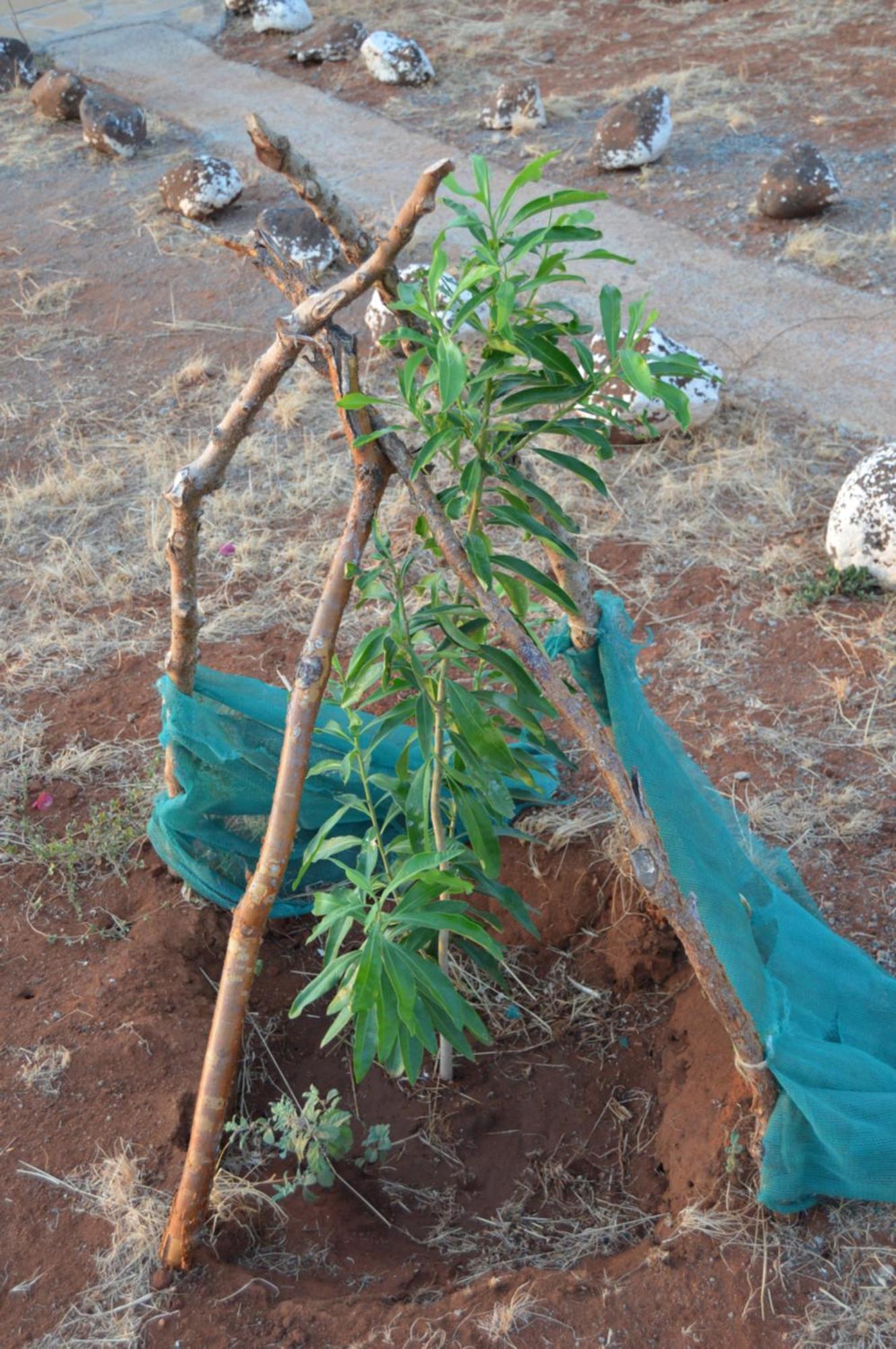 Wild Amboseli Ndovu Cottage. Ngoại thất bức ảnh